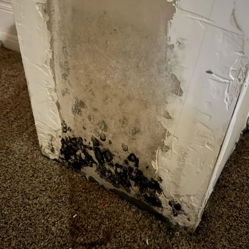 Professional Mold Removal in Santa Claus, IN